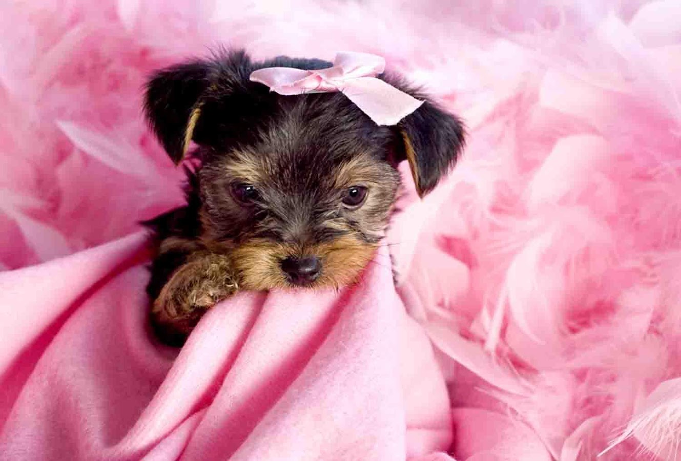 Yorkie Puppy Wallpaper Android Apps On Google Play