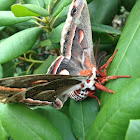 Cecropia moth