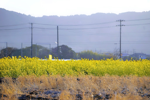 マークx の菜の花畑 南房総鴨川市 菜な畑ロード 22 早春 じゃなきゃ駄目なのに関するカスタム メンテナンスの投稿画像 車のカスタム情報はcartune
