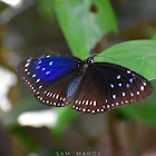 Blue Spotted Crow