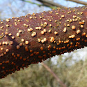 Coral Spot Fungus