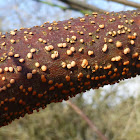 Coral Spot Fungus