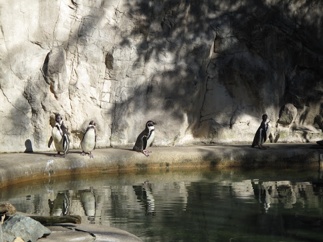 Wybieg pingwinów Humboldta - zoo w Providence