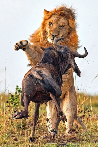 Animal Documentary Online