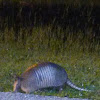 Nine-banded armadillo