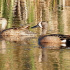 Blue-Winged Teal