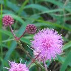 Sensitive plant