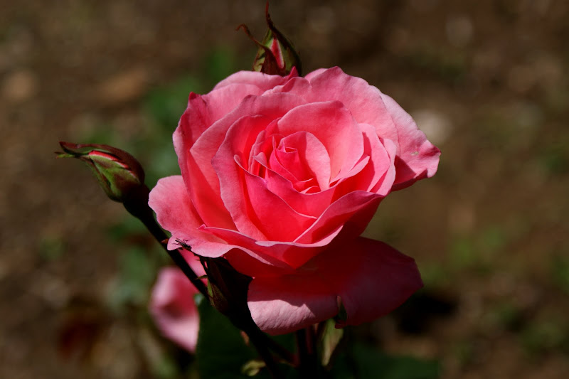 Rosa Pink