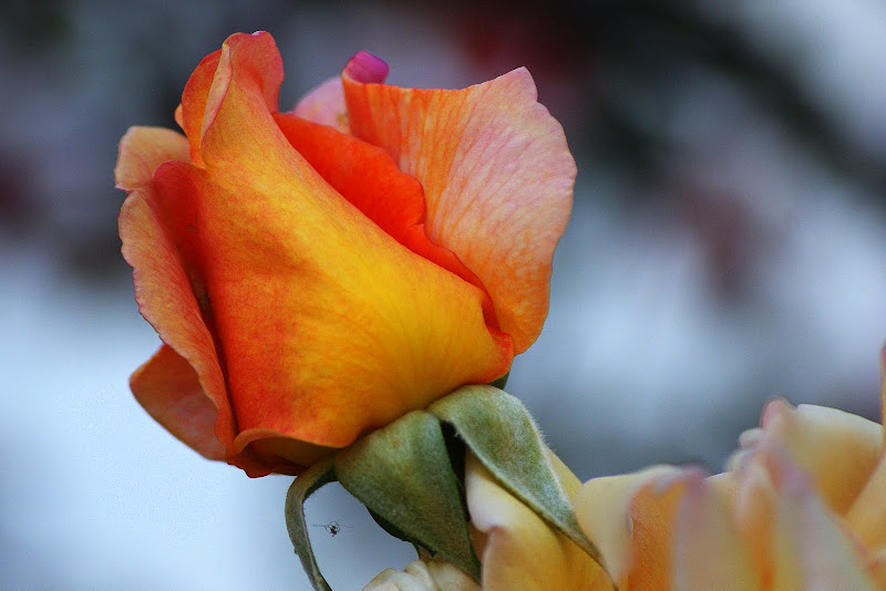 Por aí pelos quintais, Rosa