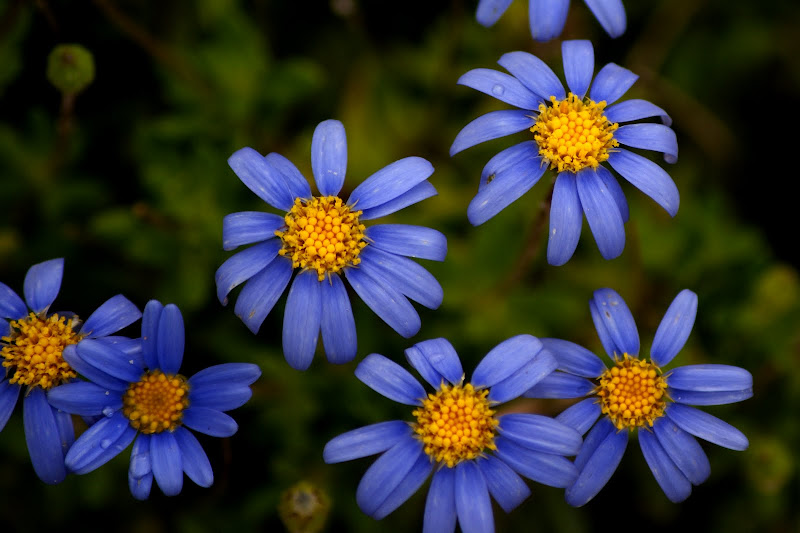 Para poetizar uma flor