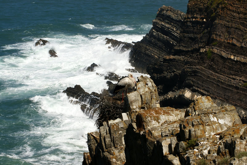 Cegonha no Cabo Sardão