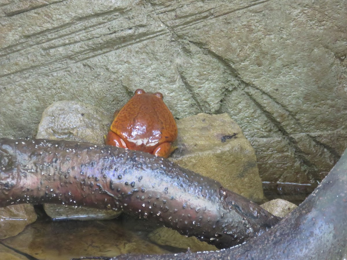 Tomato Frog