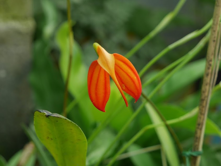 Masdevallia ignea _5p7intLoXkWsjQ6I5riSWv6ZHzsHBZkHc_BZD6AJqGd0MKdSvvhMPSHaqgFvExDfwqYRyQh2t28N0_v41Dt_KYPFp1-54maN6GkSaZRBRQBmcPpug7V4K8baG1DSY05rHqvdbN3zaiC2Yf8NLdp3a7rQt1TuGwpB5CCUjCiF71QiU8tOvyxm7uhnoOWP4-eUmJRFqBkZU4XZAHWpSt54UiEuak-fC25SMh7ArqfNREPKMmCk5texnFO8LF47FUjuxFi1nGiR-Z3q6uWvp4Ivnx-3BpZIZgqJine7bDcBPvCWjkWyfZor5hFot4j5nf4D6lMl6agRwp0e80fKSKly5eEII5IcWtfVSL5pVOw5JvRUk_Tbp6oR6MmYs5XsSv7wdN7M9K2wg4lWq1YWG2iZEzKfW90T12o-jCEoVa4hIJuc_3bClnZE5G4wZ1hLz-3WPQtiOTdfhgIGLMP-0RDlomEeqRXnDv26OyGLypBiigOQoMaoALmVhc4aUA9a_pIHAxMGfUadrIAxE-fgSyixYuWZM8Y-2pqESMKESNja_yZozN2cNuGwNi1QKkFuHlrQ8yzhgf-B0ZVOm3HuLo2bqV2XXj_2ED6aZoKE7QJrYDK_VdQcESK=w847-h635-no