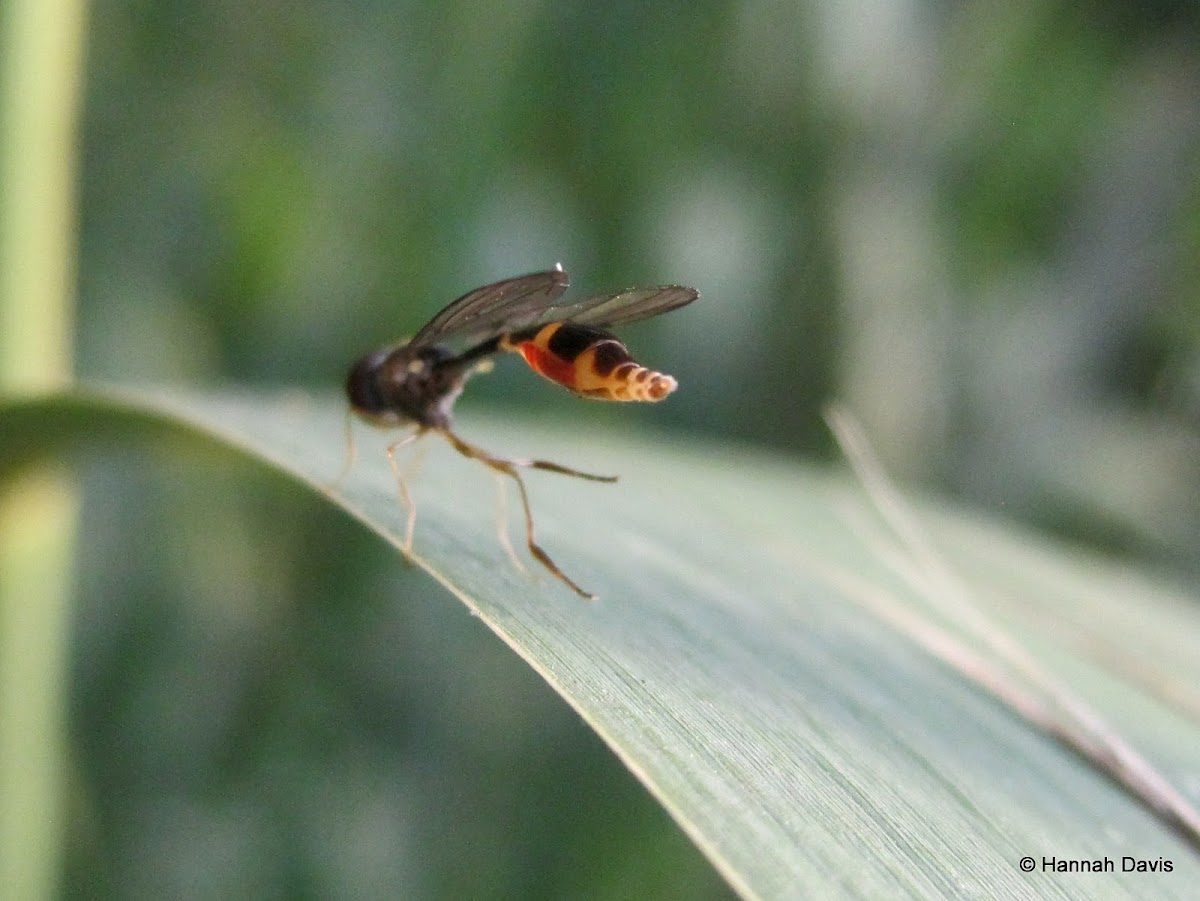 Hoverfly