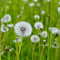 Item logo image for DANDELION Theme