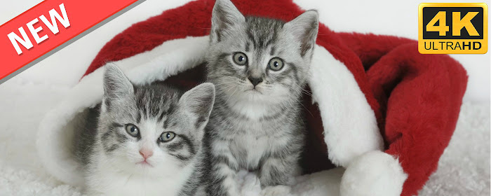 Christmas Kittens and Puppies HD Wallpapers marquee promo image