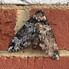 Rustic Sphinx Moth