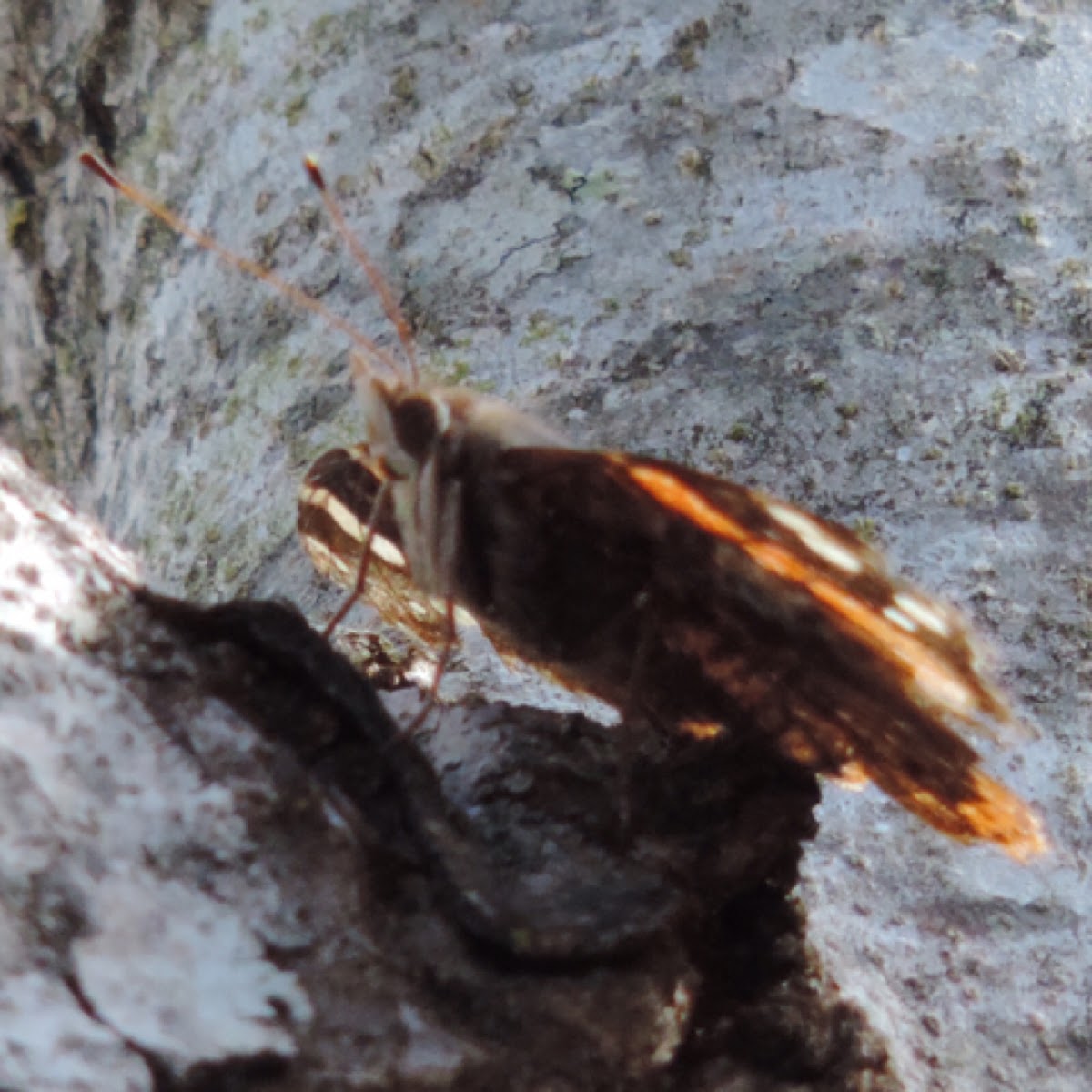 Red Admiral