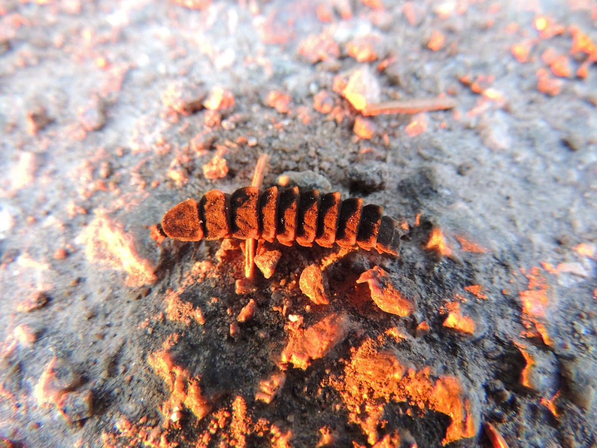 Common Glow-Worm