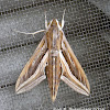 Silver-striped Hawk-Moth