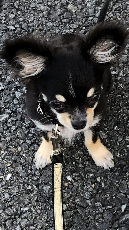 86の愛犬紹介に関するカスタム事例の投稿画像4枚目