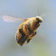 Carpenter Bee