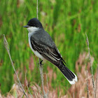 Eastern kingbird