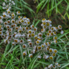 Pearly Everlasting