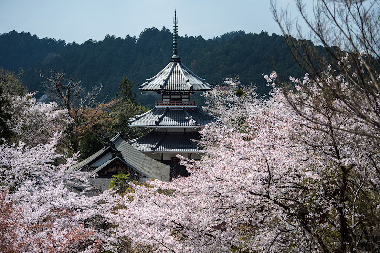 Cherry blossom season is a quintessential Japanese experience.