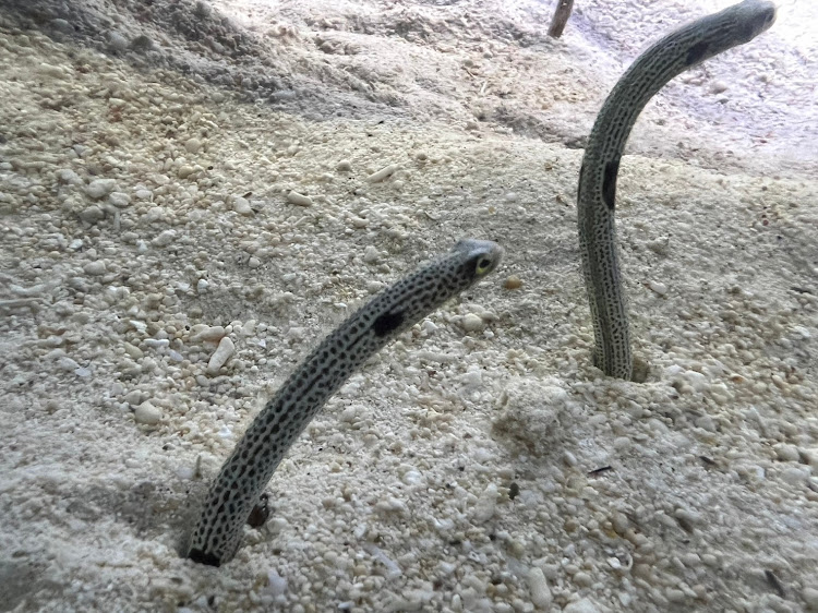 5シリーズの俺とポンコツと桜島・鹿児島ドライブ・指宿の砂蒸し温泉・鹿児島水族館・指宿スカイラインに関するカスタム事例の投稿画像11枚目