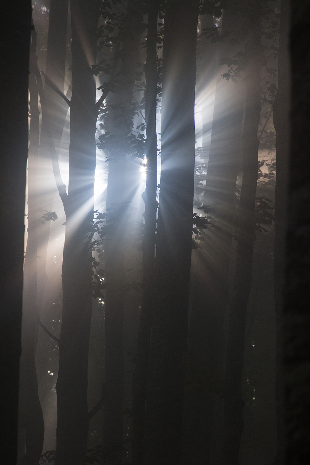 Raggi di luce nel bosco di LucaMonego