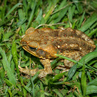 Cane Toad