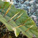 Mt. Maroon Nightshade