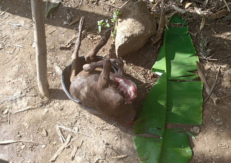 A headless goat's carcass found at the home of the alleged witchdoctor at Mpingu village