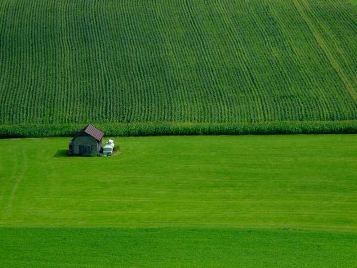 Piccola nel verde di Jorjo