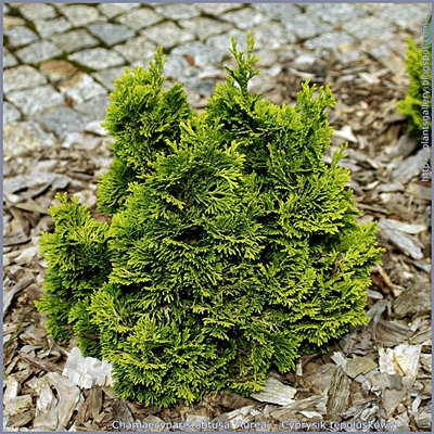 Chamaecyparis obtusa 'Aurea' - Cyprysik tępołuskowy