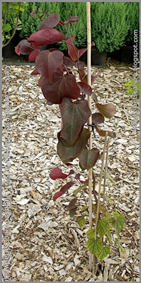 Cercis canadensis 'Forest Pansy' - Judaszowiec kanadyjski 'Forest Pansy'