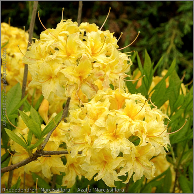 Rhododendron 'Narcissiflora' - Azalia  'Narcissiflora'