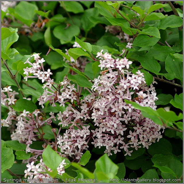 Syringa meyeri 'Palibin' - Lilak Meyera 'Palibin' 