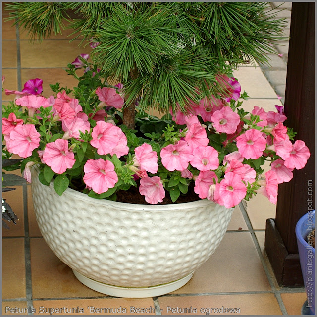 Petunia Supertunia 'Bermuda Beach' - Petunia ogrodowa Supertunia 'Bermuda Beach'