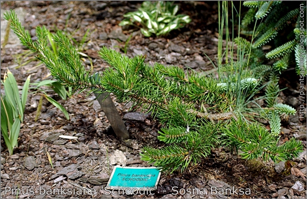 Pinus banksiana 'Schoodic' - Sosna Banksa