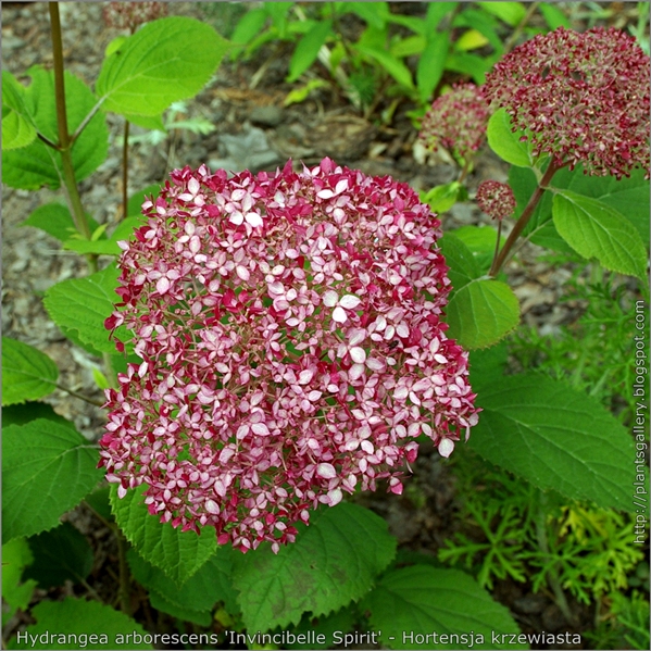 Hydrangea arborescens 'Invincibelle Spirit' - Hortensja krzewiasta