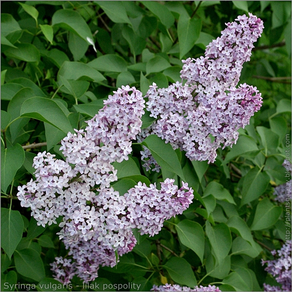 Syringa vulgaris flower - Lilak pospolity kwiaty