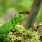 Item logo image for Small Green Lizard Wallpaper