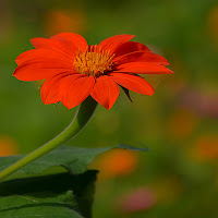 Gerbera di 