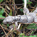 Flying gecko