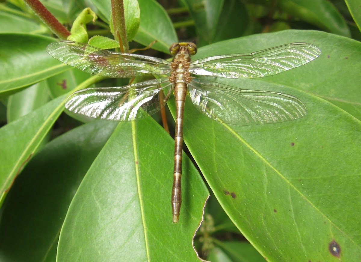 Clubtail Dragonfly, teneral female