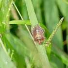 Pentatomidae 蝽