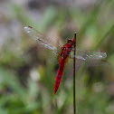 Scarlet skimmer