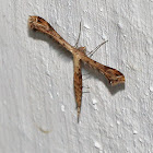 Plume Moth